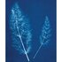 Cyanotype Set - JACQUARD